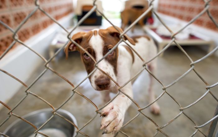 Dog Rescue